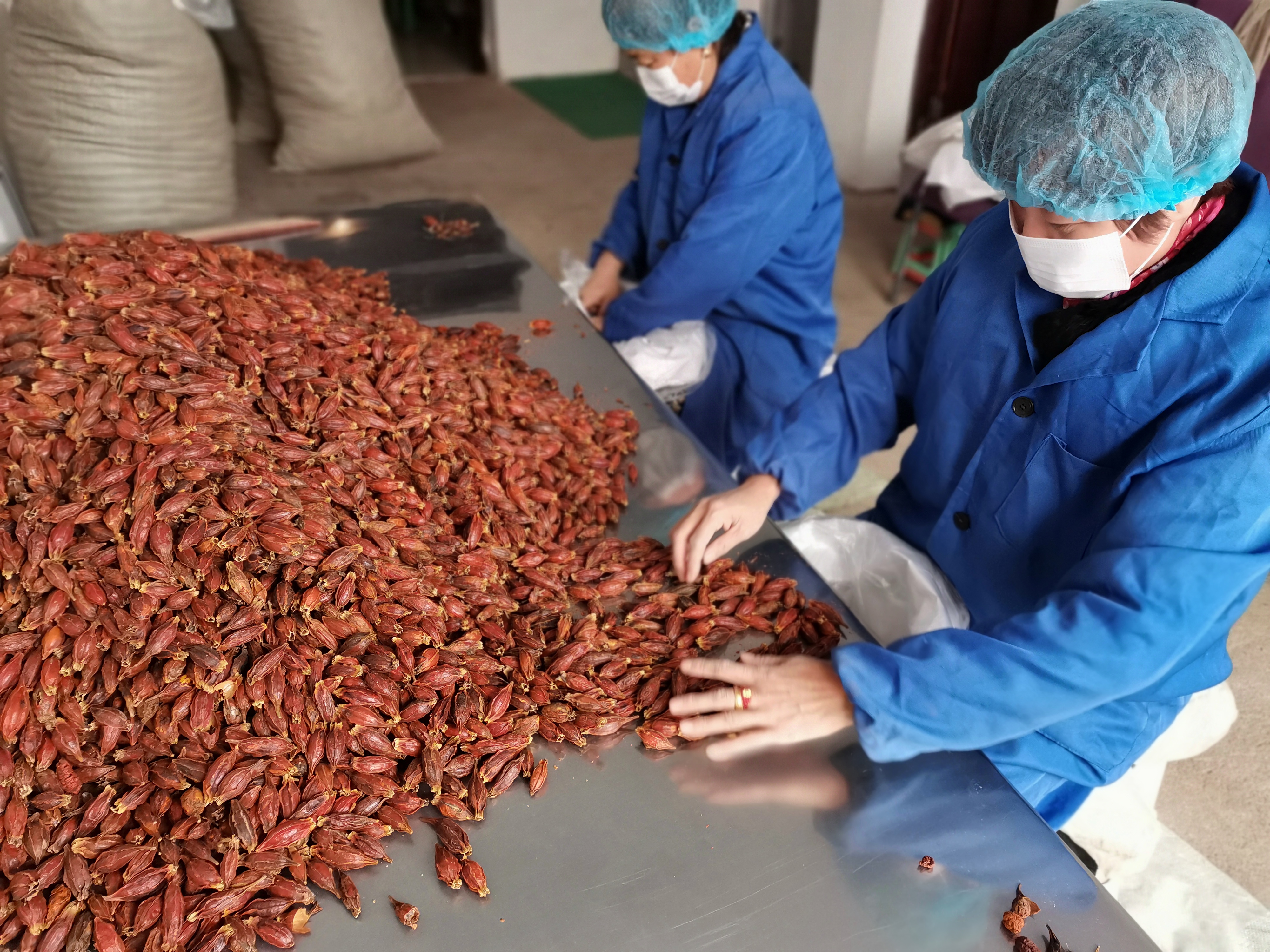 Fructus Gardeniae Fruit Supplier クチナシ Fructus Gardeniae 果物サプライヤー