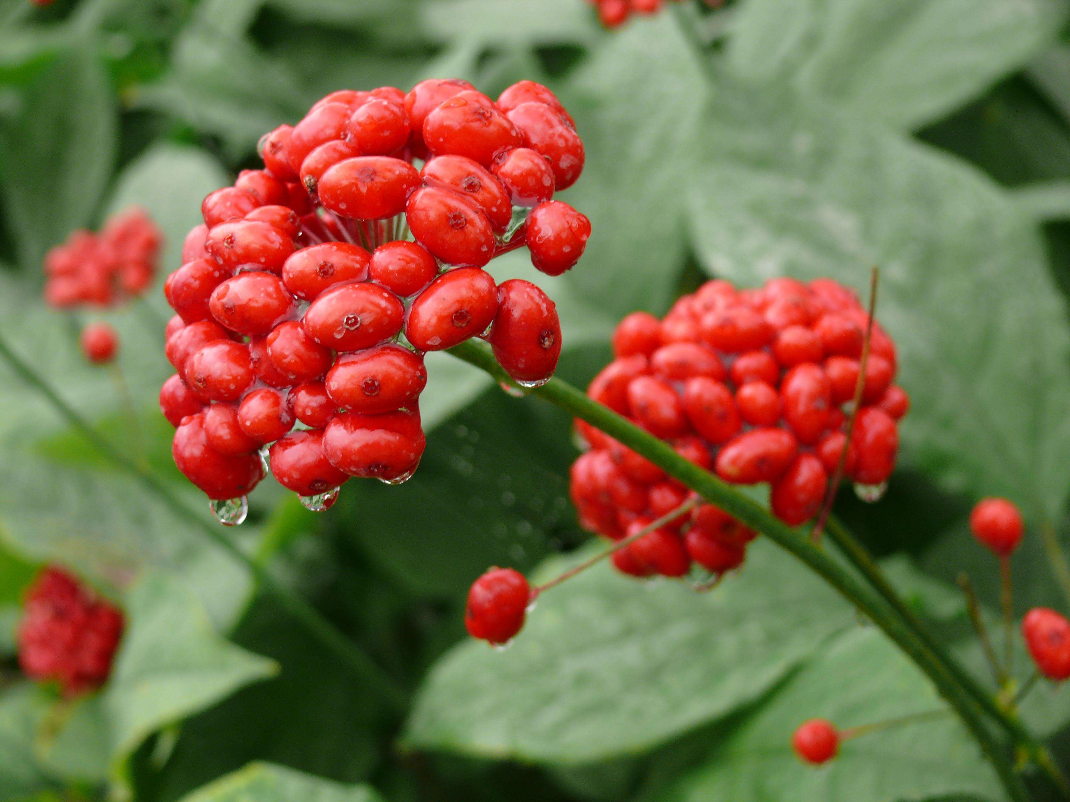 Ginseng Root Powder For Sale 高麗人参根粉末販売