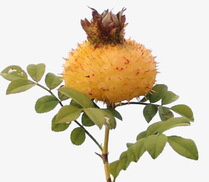 About Rosa roxburghii ローザ・ロクスバーグについて