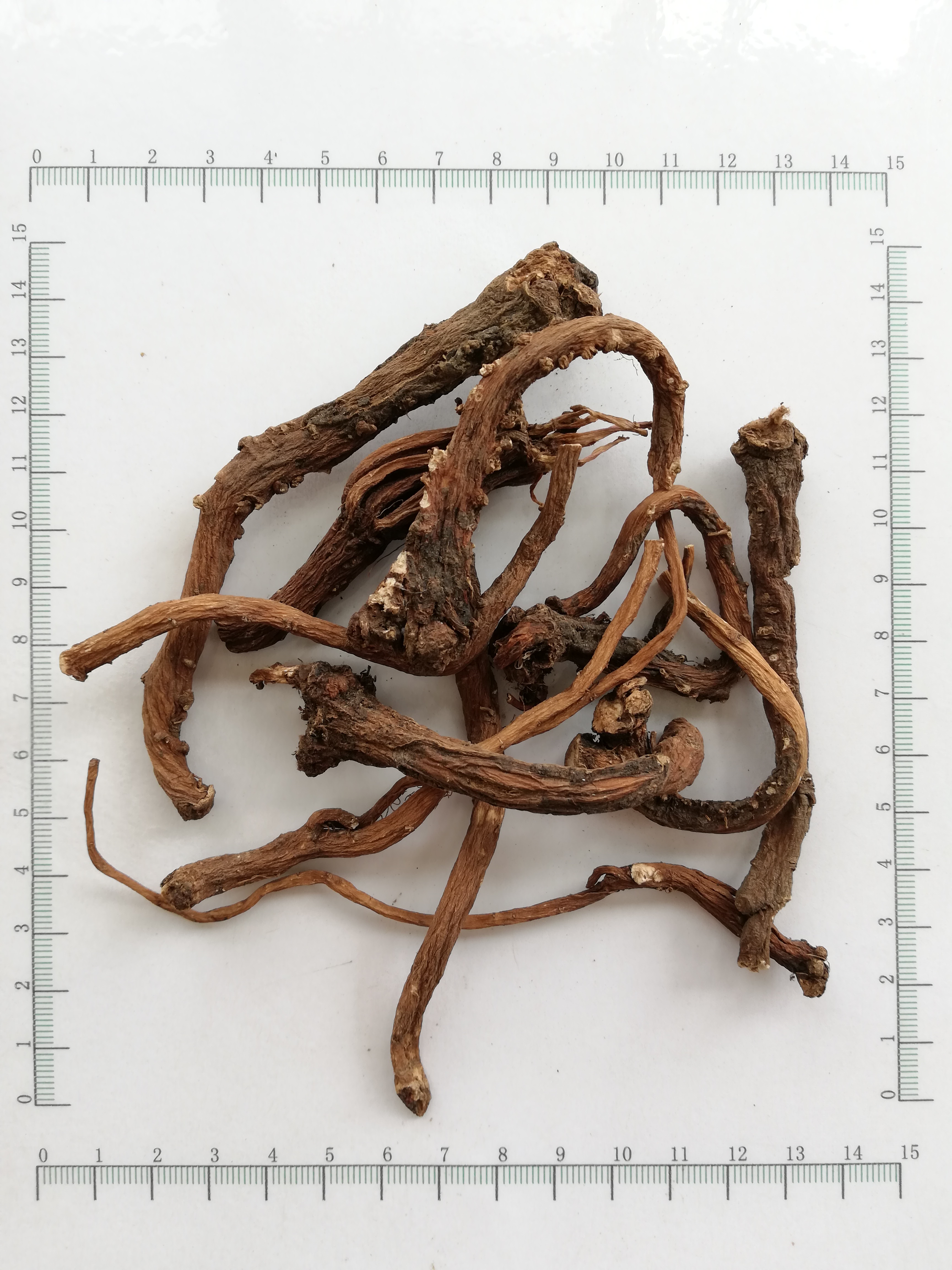 Dandelion Root タンポポの根