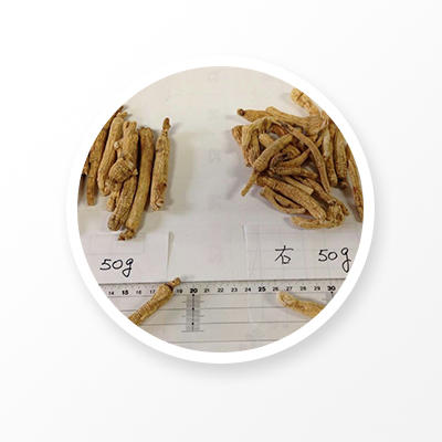 白参根漢方薬 