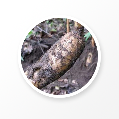 ガストロディアエ・リゾマ