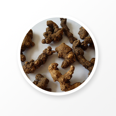 剣のような Atractylodes の根茎 
