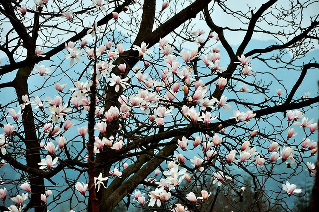 フロスマグノリアエティー