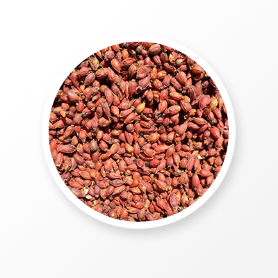 クチナシの果実