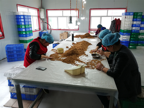 有機レッドデーツ