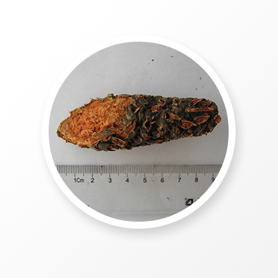 イワベンケイの根 