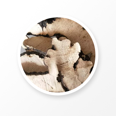 アンブレラ・ポリポラス