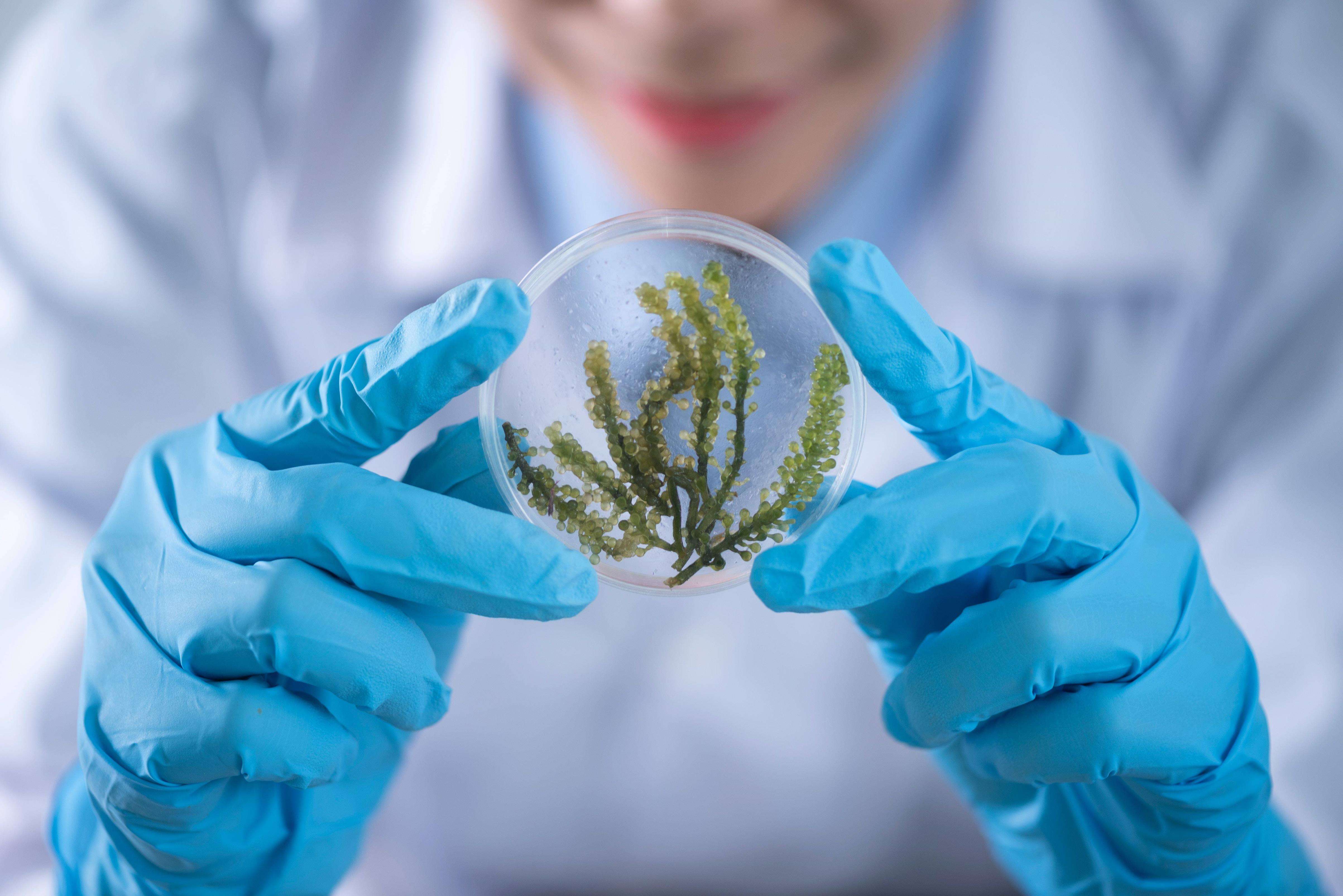 注目の植物エキストップ10をご覧ください！