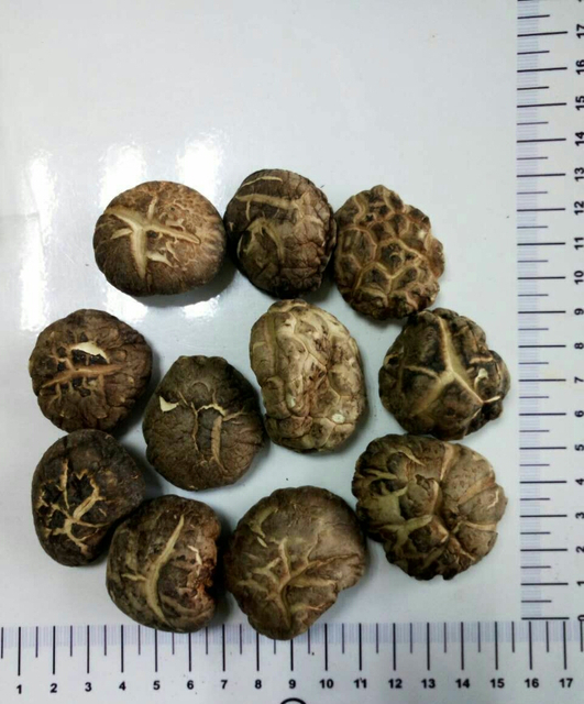 有機椎茸エキス 