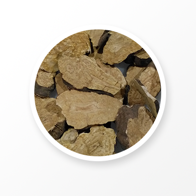 塊茎フリースフラワーの根