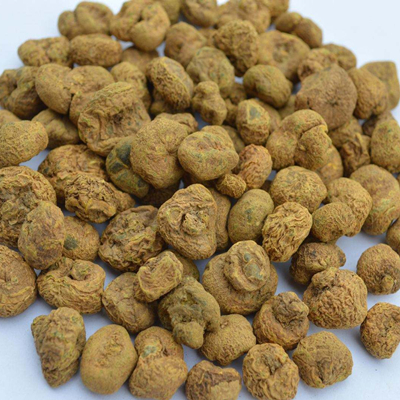 エゾエンゴサク根