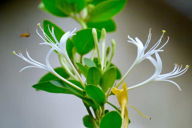 オーガニックハニーサックフラワーエキス 