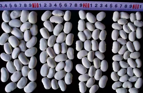 白インゲン豆