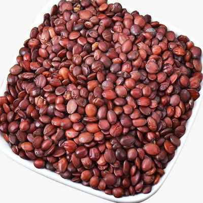 精液ジジフィ スピノサエ