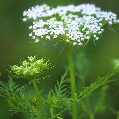 クニディ・フラクタス