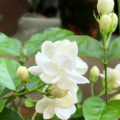 ジャスミンの花