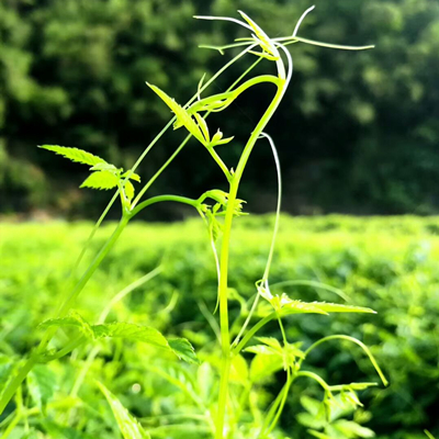 アマチャヅル ペンタフィラム トゥンブ