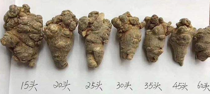能登人参