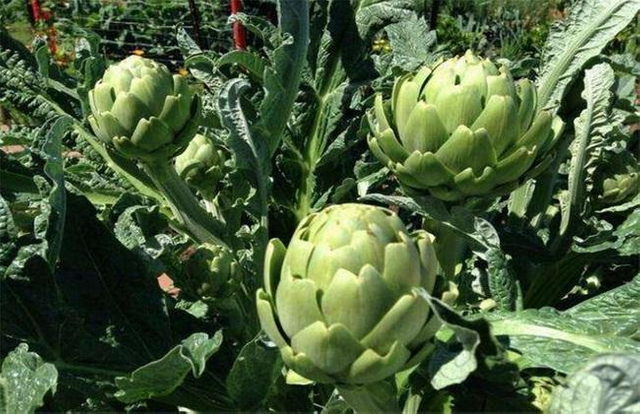 アーティチョークの葉の粉末