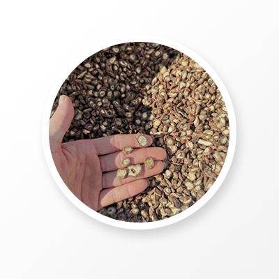 Salvia Miltiorrhiza ルート 