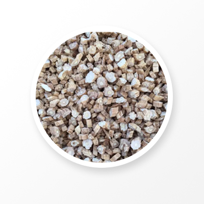 コドノプシスの根