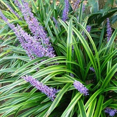 基数オフィオポゴニス 