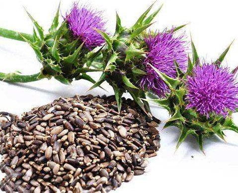 マリアアザミの種