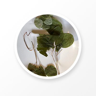 イカリソウの葉 