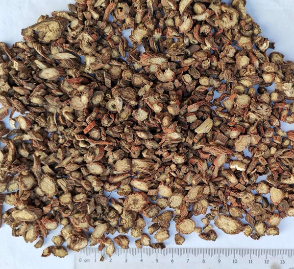 サルビア ミルティオリザ ルート パウダー