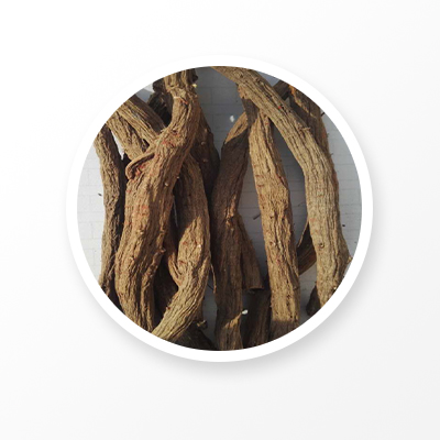 Salvia Miltiorrhiza ルート 