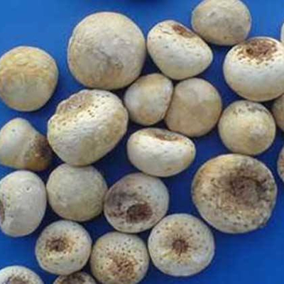 ピネリア テルナータ